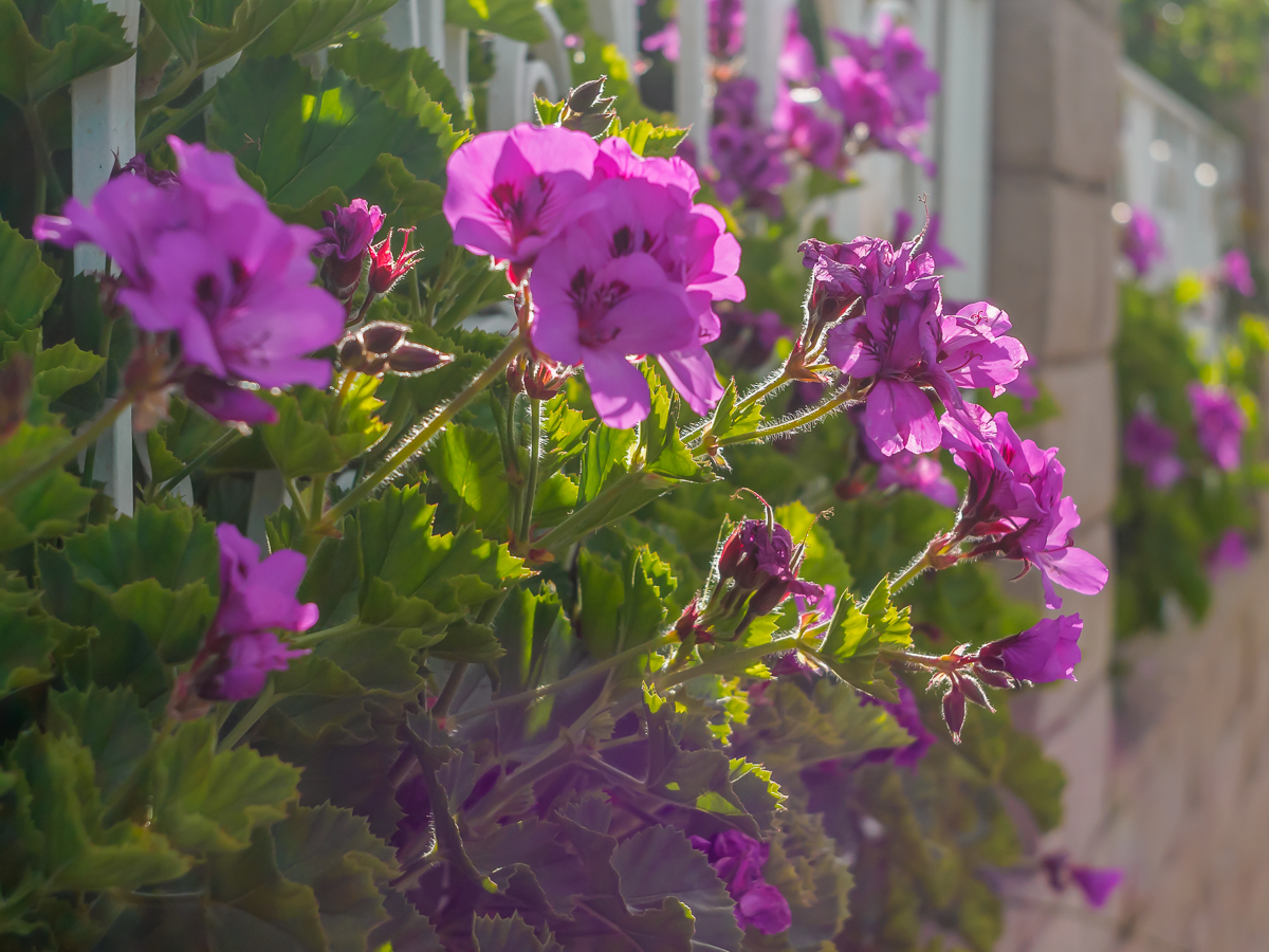 Lock-down in my neighborhood… searching for inspiration