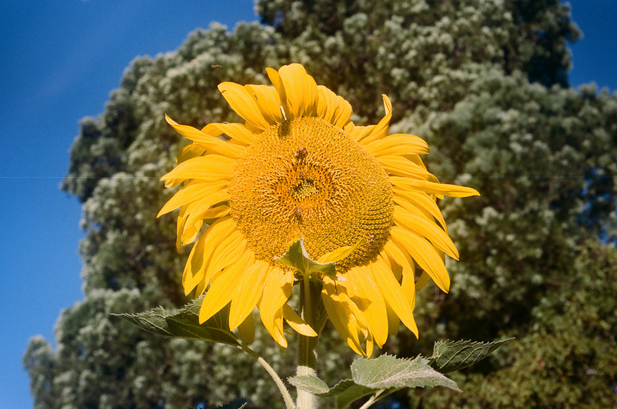 Prominent stands out