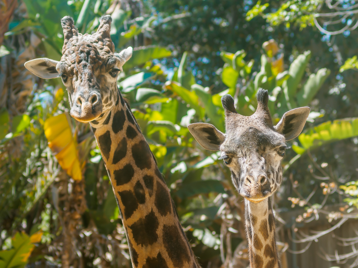 Days out at the LA Zoo