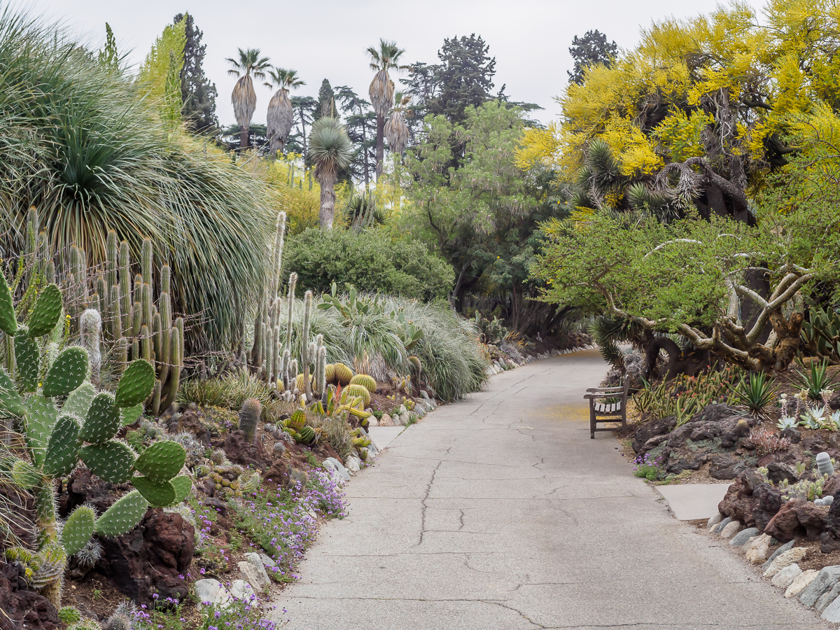 Another visit to The Huntington: Desert Garden
