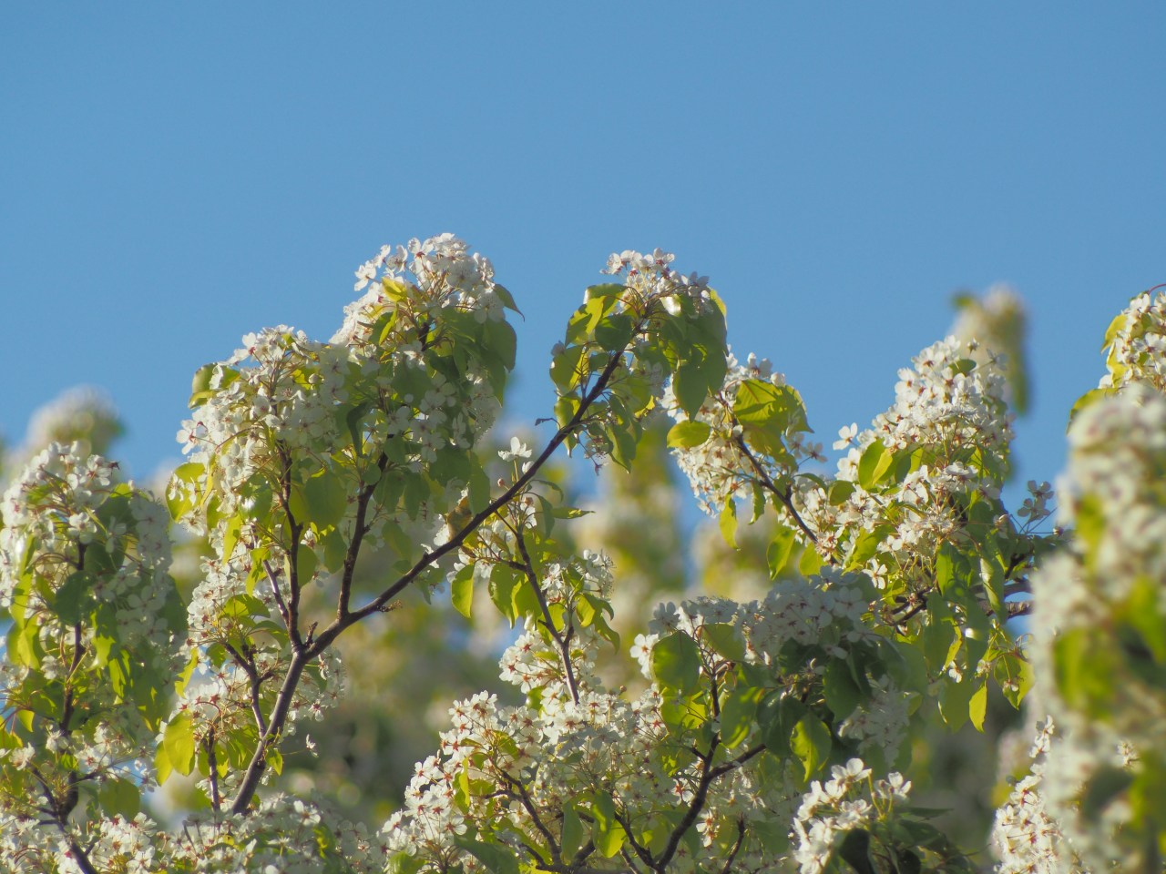 Sunday morning with a Vivitar&nbsp;Zoom